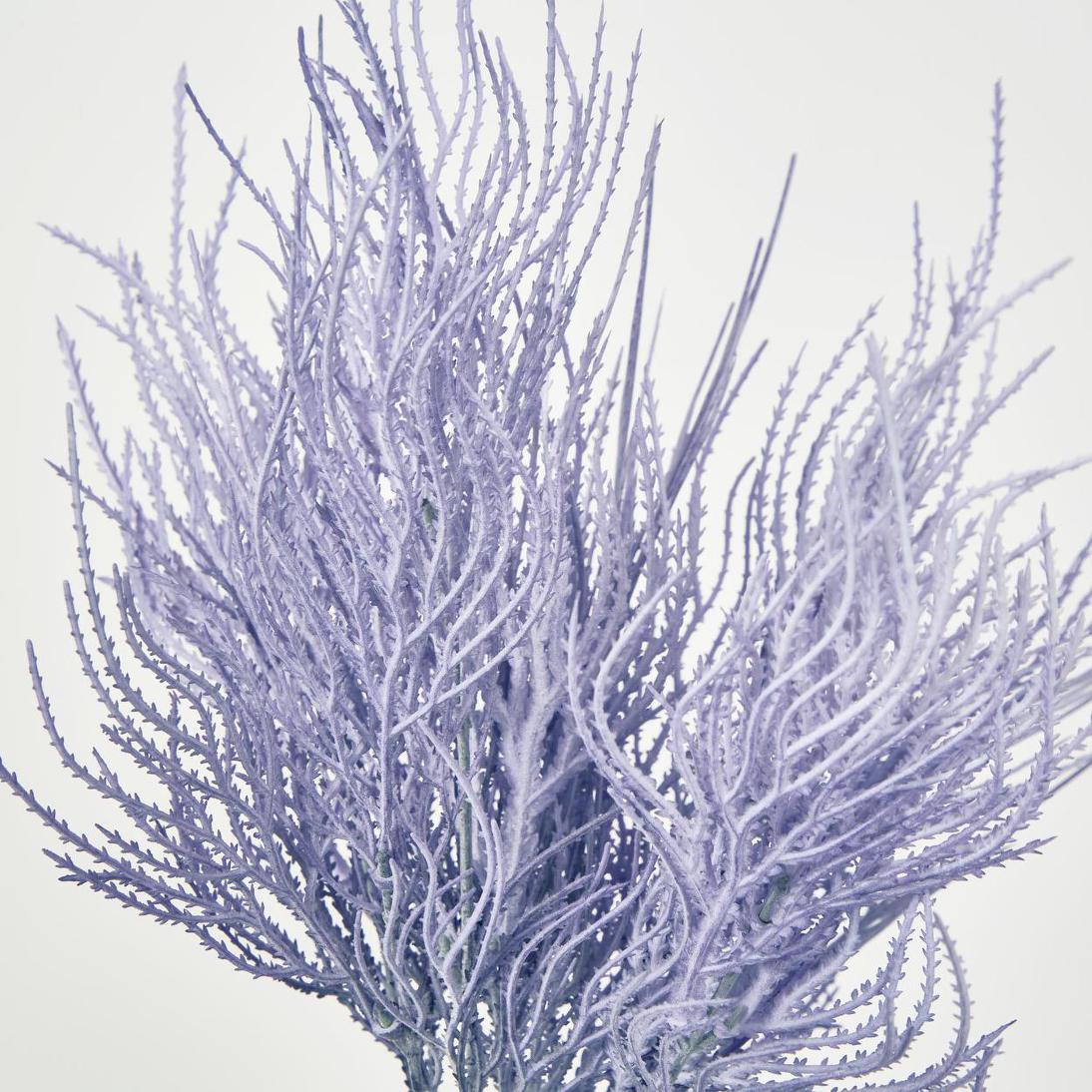 Pampas Grass Bush Purple 12 pcs