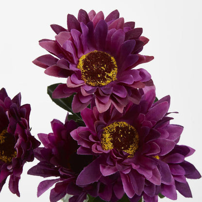 Gerbera Bush Dark Box of 60 30 pcs