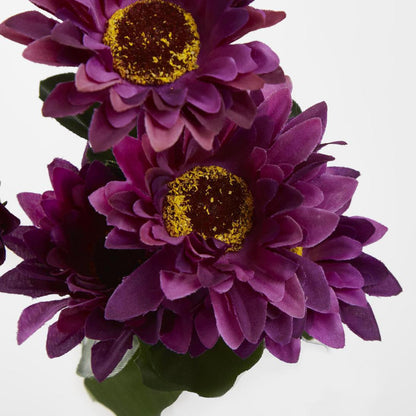 Gerbera Bush Dark Box of 60 30 pcs