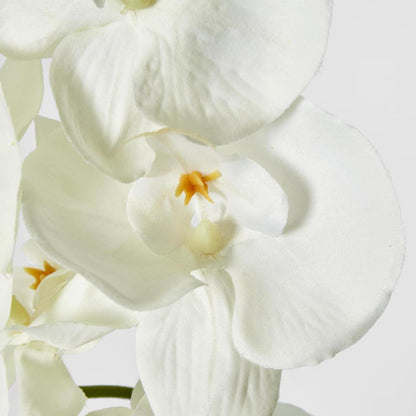 Moth Phalaenopsis Orchid Spray White 6 pcs