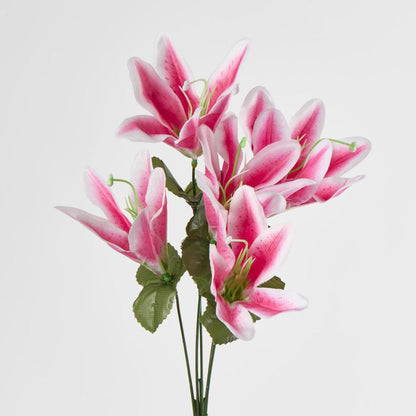 Tiger Lily Bush 4 Colours Box of 60 30 pcs