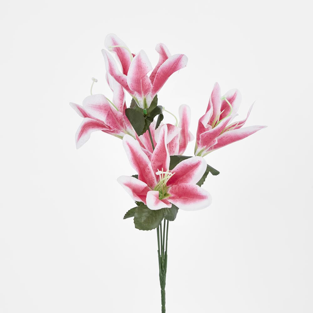 Tiger Lily Bush Asstd Colours Box of 60 30 pcs