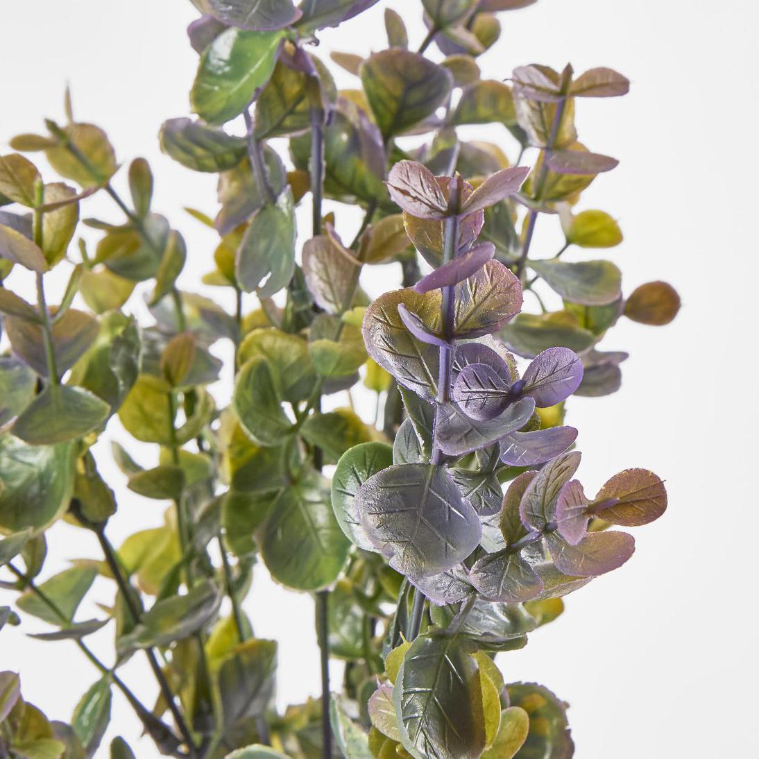 Eucalyptus Bush Purple 6 pcs