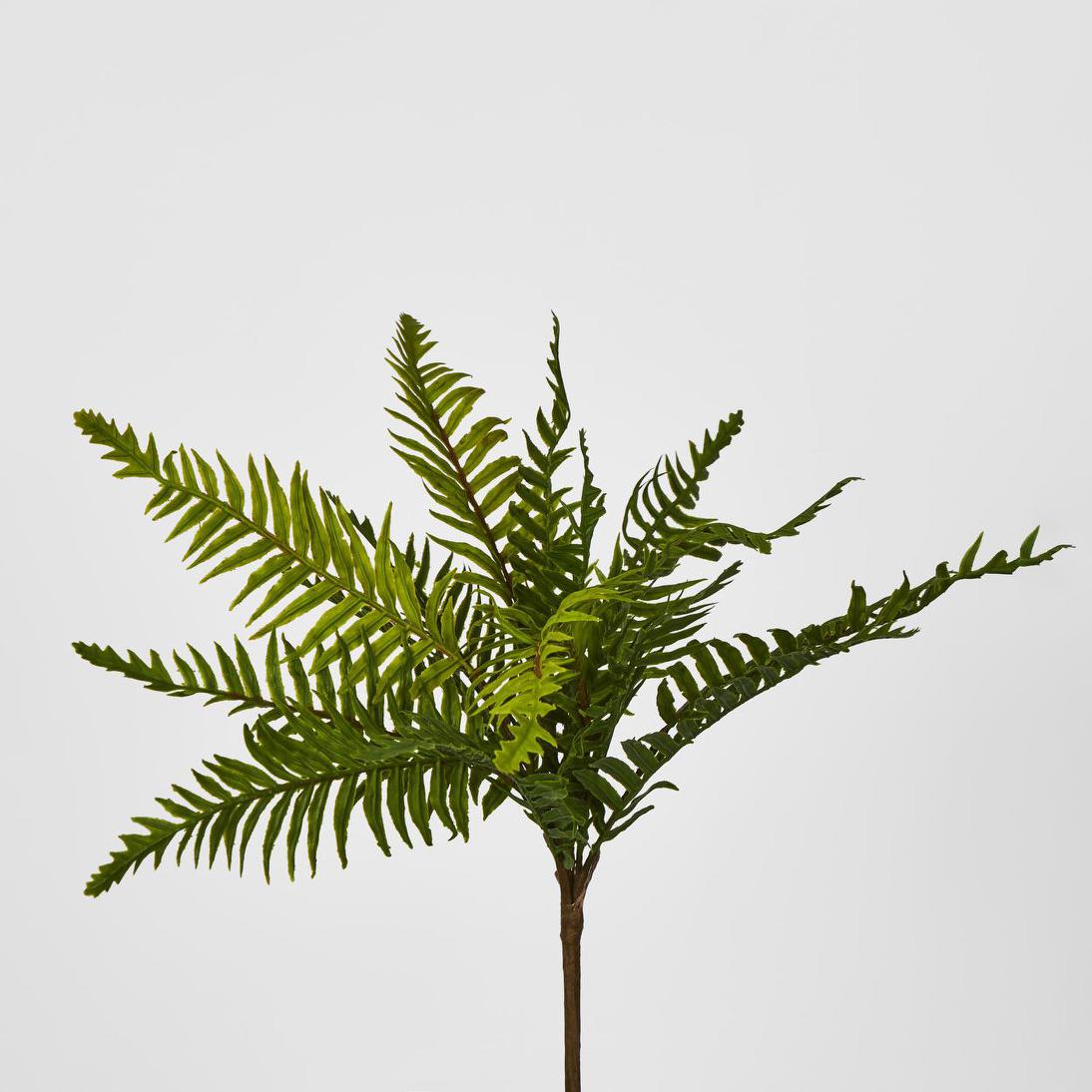 Blechnum Fern Bush 12 pcs