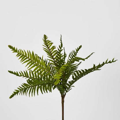 Blechnum Fern Bush 12 pcs