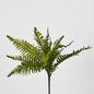 Blechnum Fern Bush 12 pcs