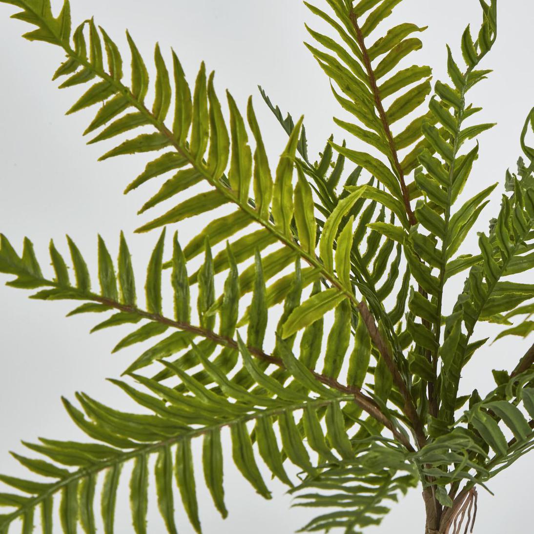 Blechnum Fern Bush 12 pcs