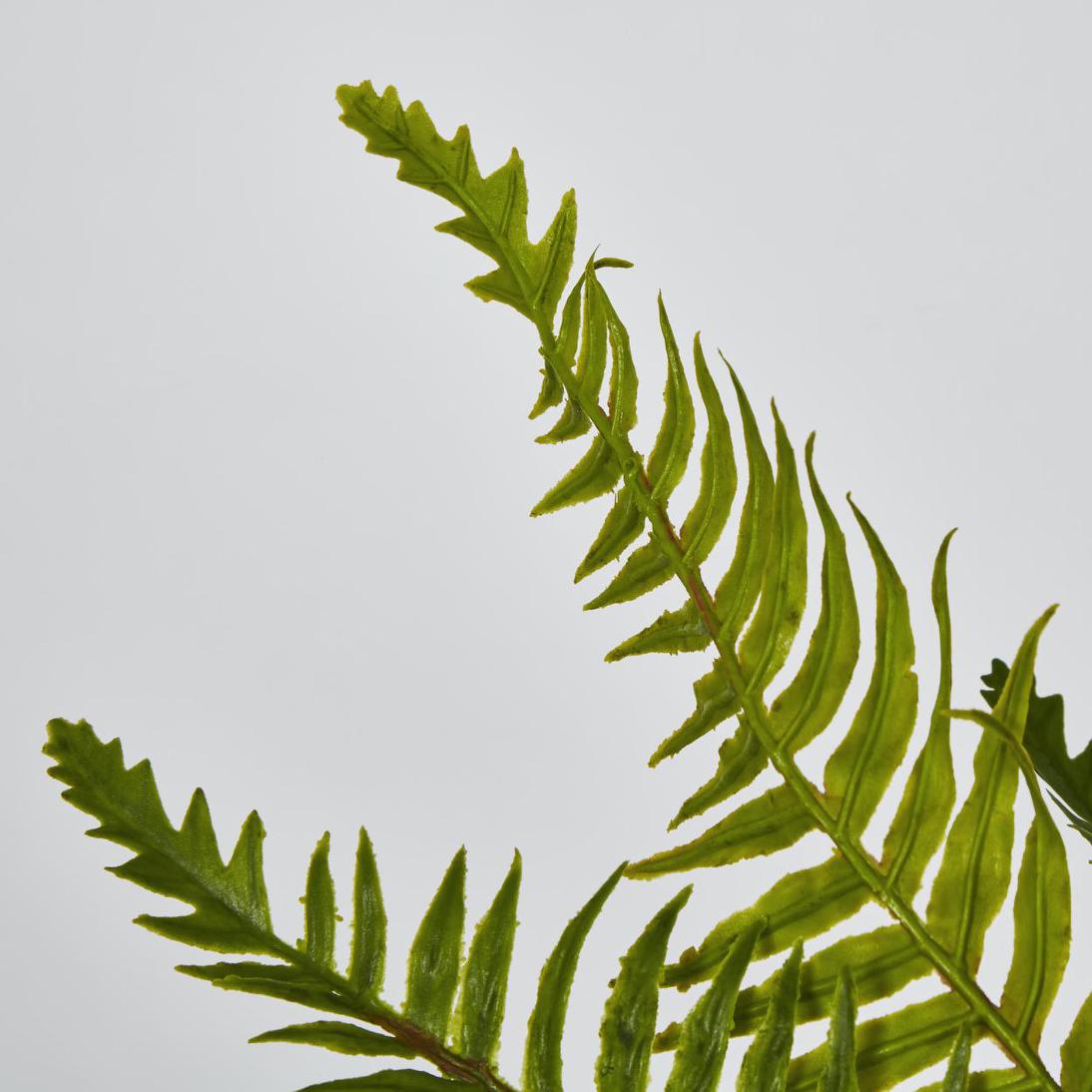 Blechnum Fern Bush 12 pcs