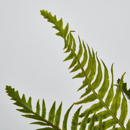 Blechnum Fern Bush 12 pcs