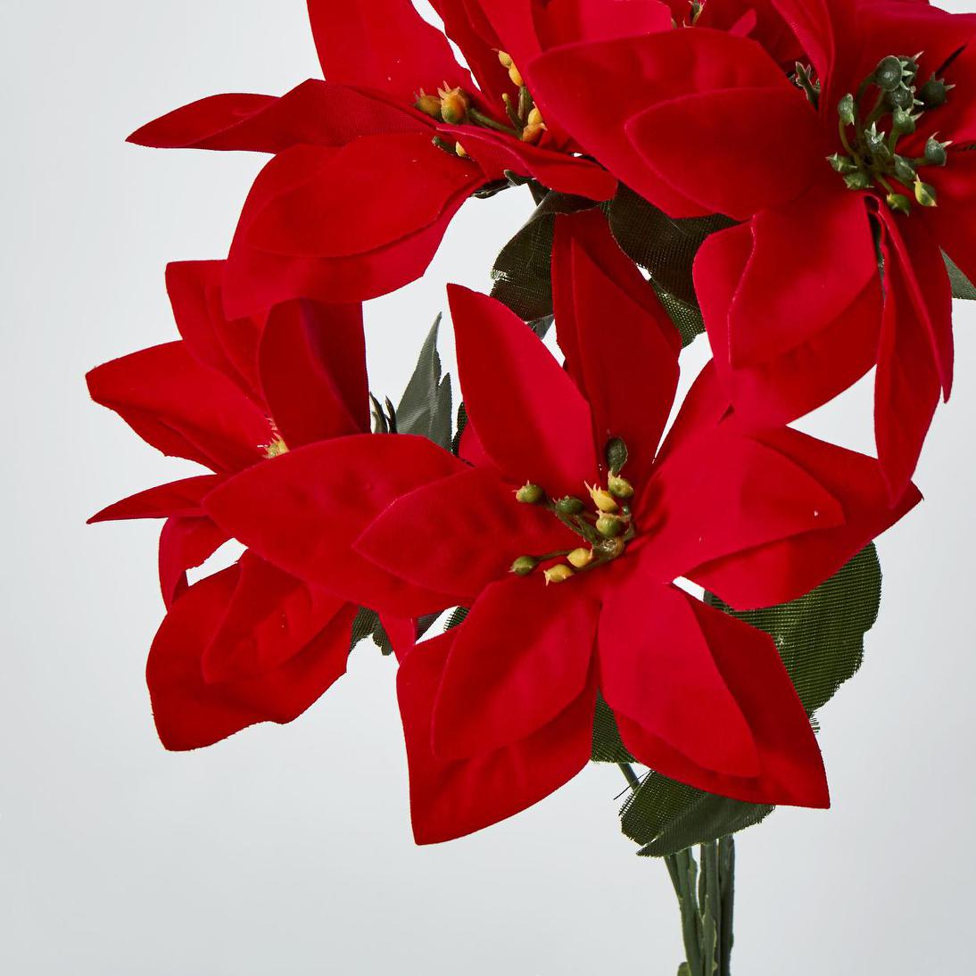 Poinsettia Bush Red Box of 60 30 pcs
