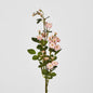 Burma Rose Spray Pink 6 pcs