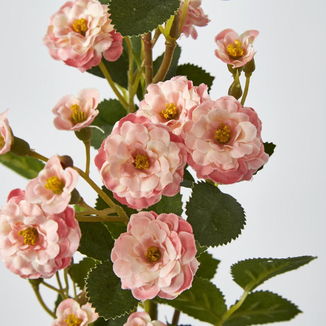 Burma Rose Spray Pink 6 pcs