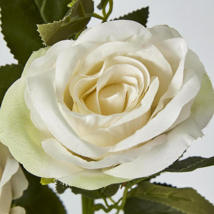 Rose Spray Cream 6 pcs
