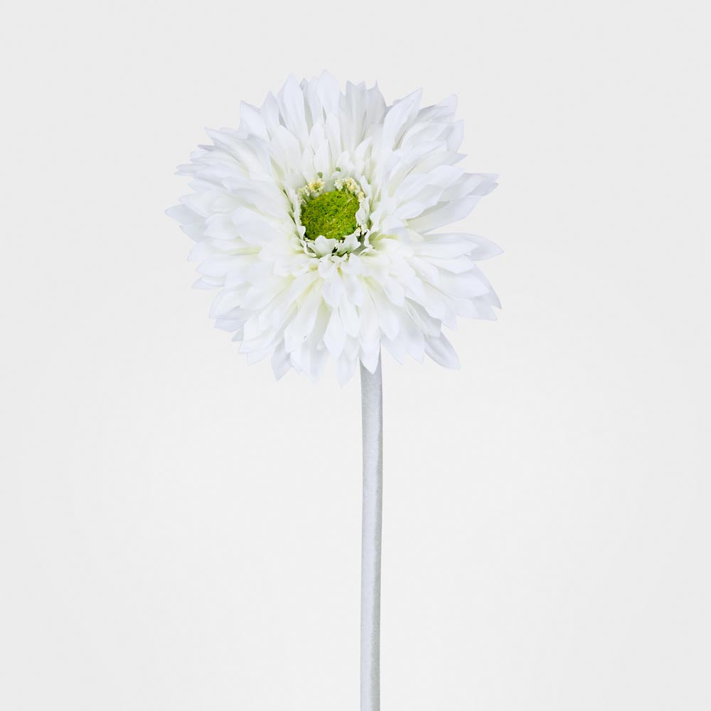 Gerbera Stem White 6 pcs