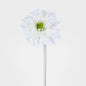 Gerbera Stem White 6 pcs