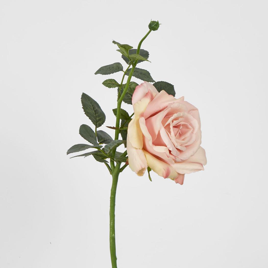 Queen Rose 35cm Blush Pink 6 pcs