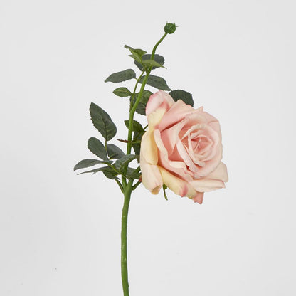 Queen Rose 35cm Blush Pink 6 pcs