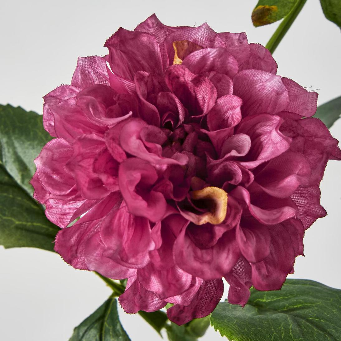 Frilly Dahlia Dark Pink 12 pcs