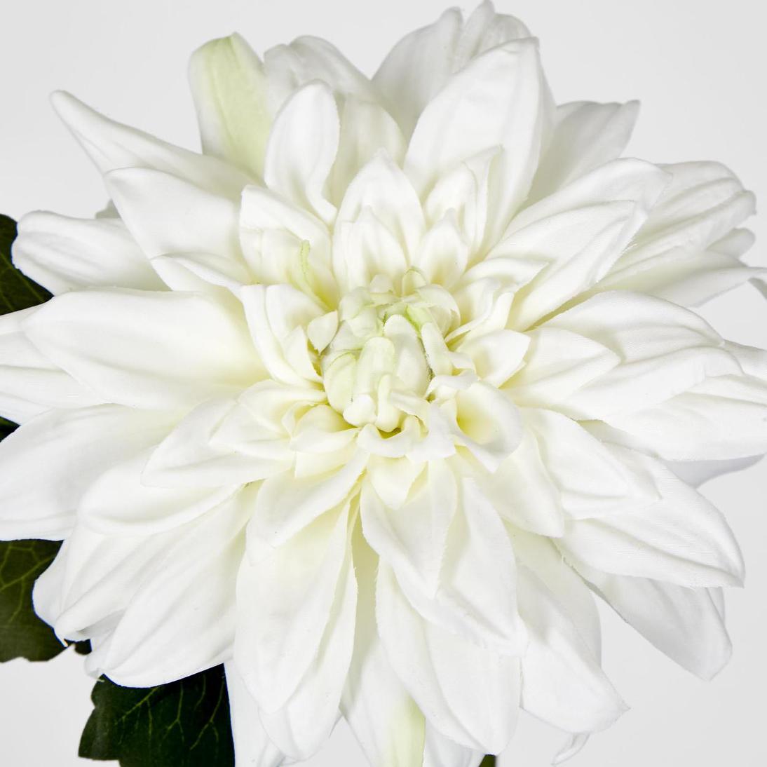 Dahlia 28cm White 6 pcs
