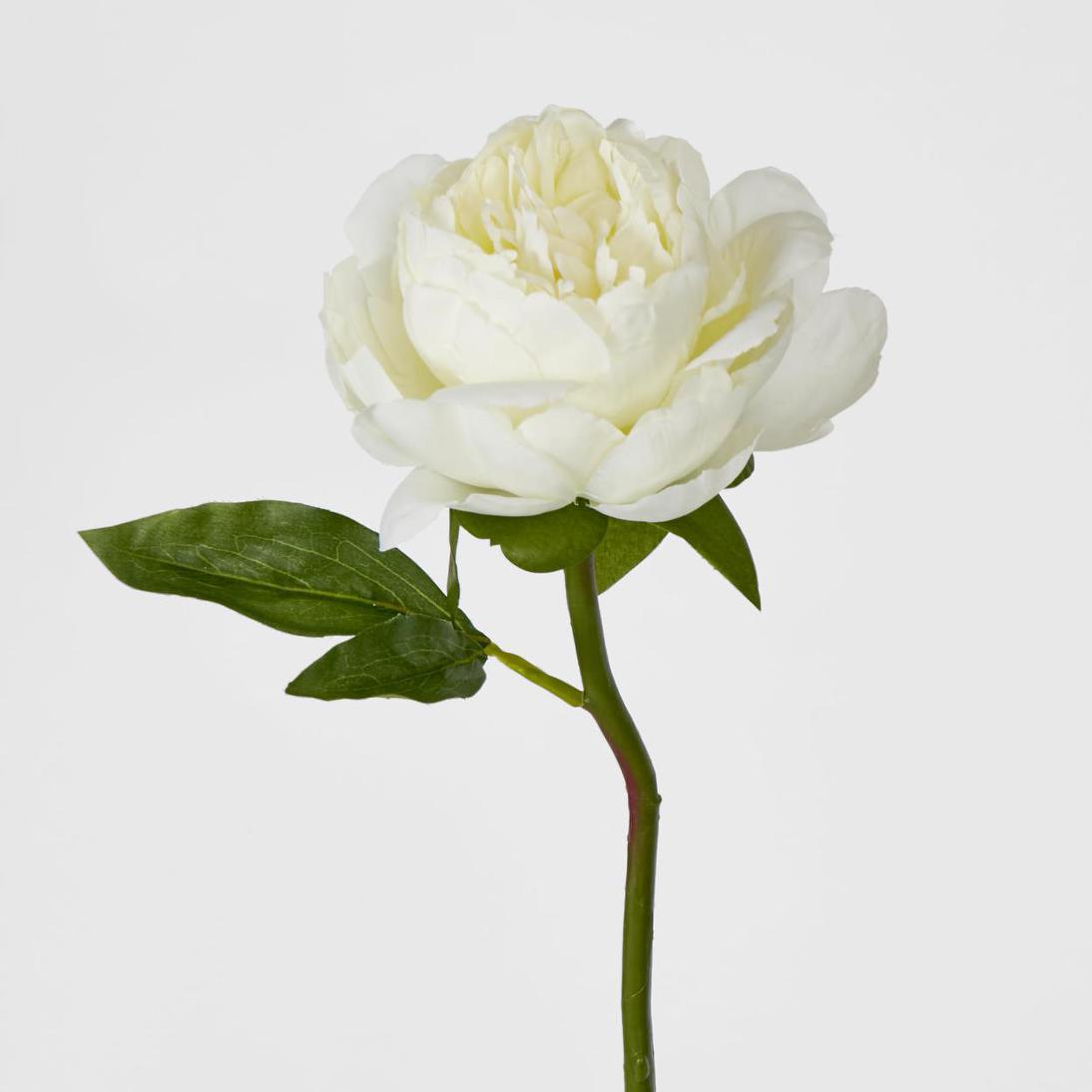Peony Short Stem White 12 pcs