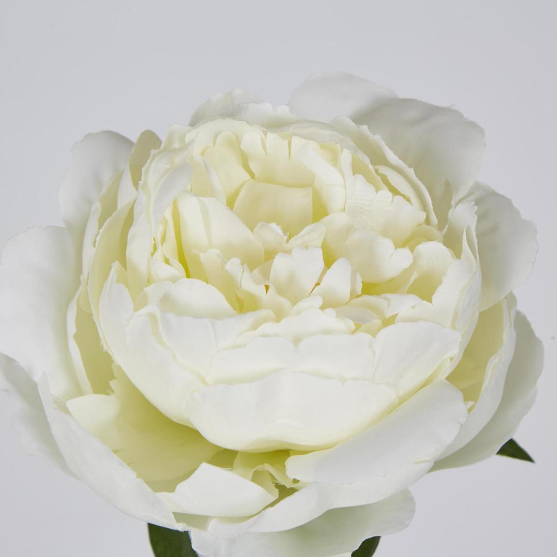Peony Short Stem White 12 pcs