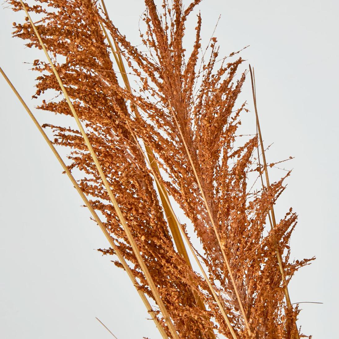 Pampas Grass Spray Brown 12 pcs