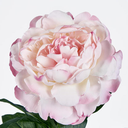 Peony Stem 66cm Pink 6 pcs