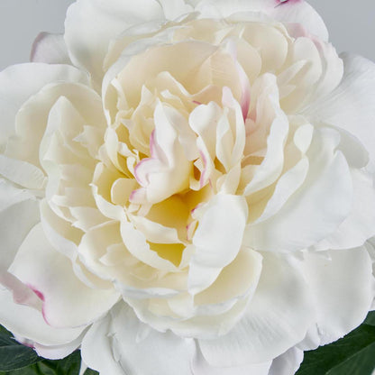Peony Stem 66cm White 6 pcs
