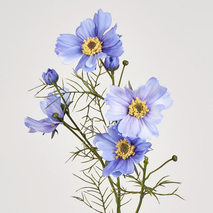 Cosmos Spray 64cm Lavender 12 pcs