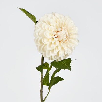 Single Ball Dahlia 74cm Cream 6 pcs