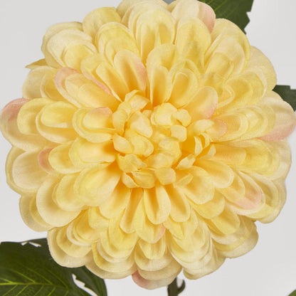 Single Ball Dahlia 74cm Yellow 6 pcs