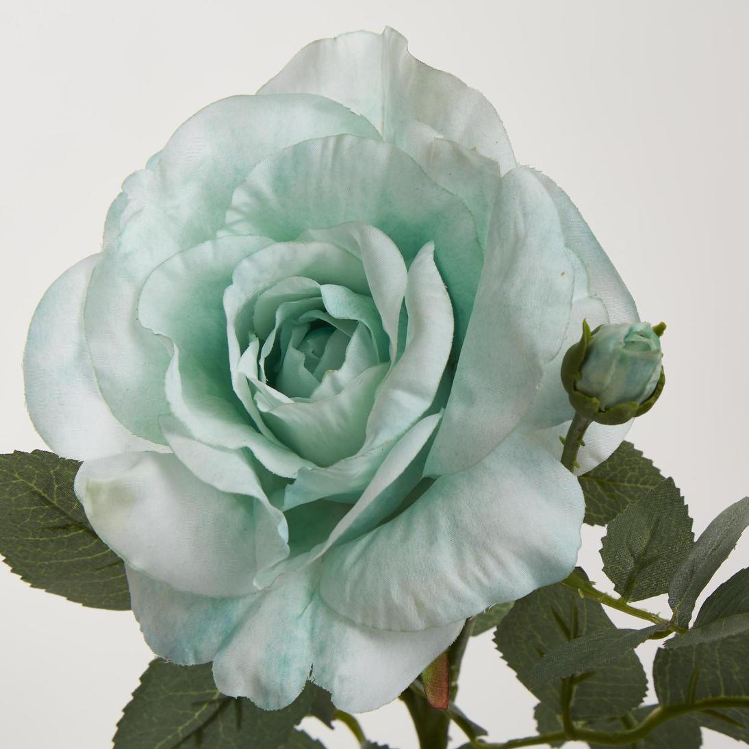 Colin Rose 64cm Green 6 pcs