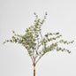 Eucalyptus Bundle 4pce 24 pcs