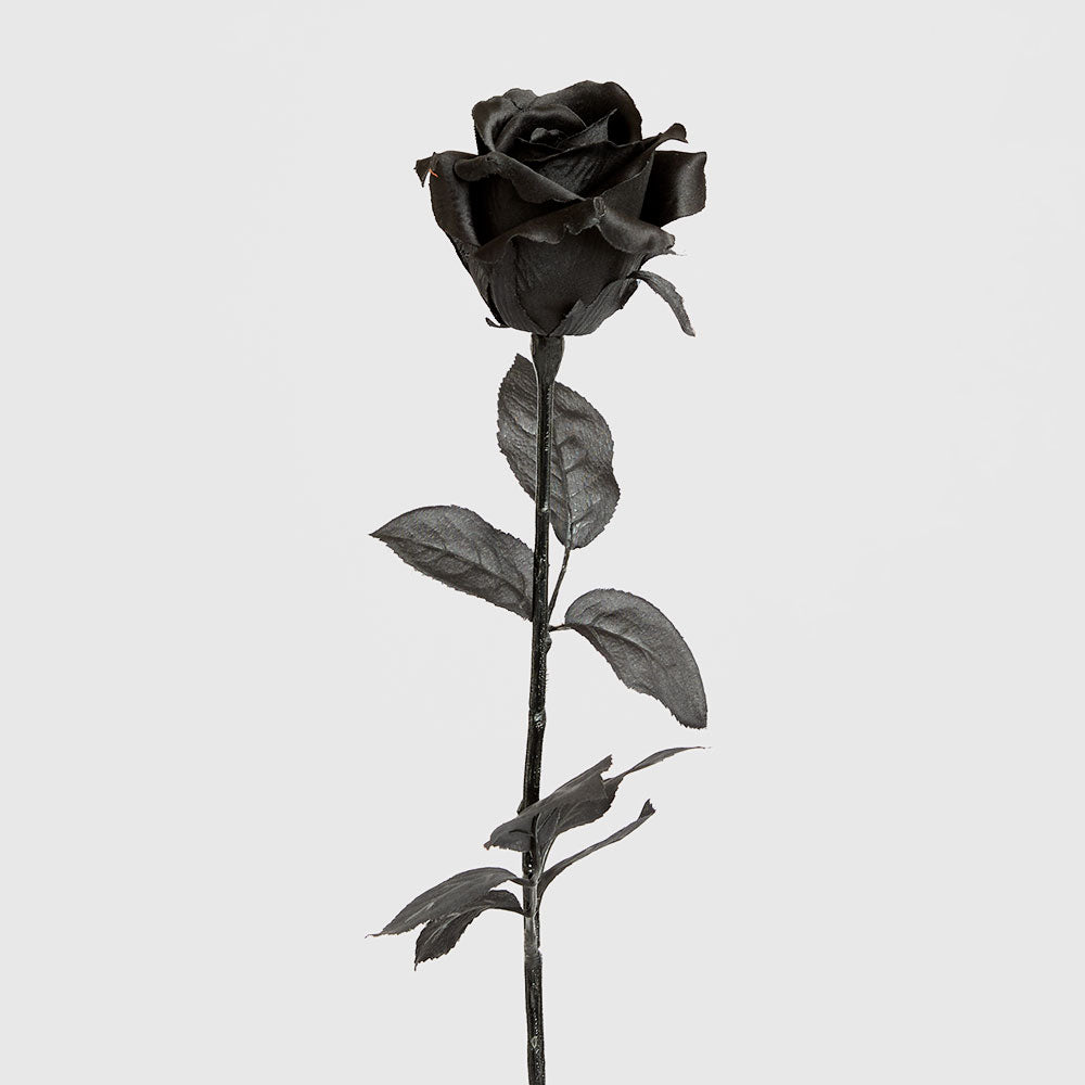 Long Stem Rose Black 12 pcs