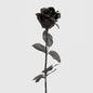 Long Stem Rose Black 12 pcs
