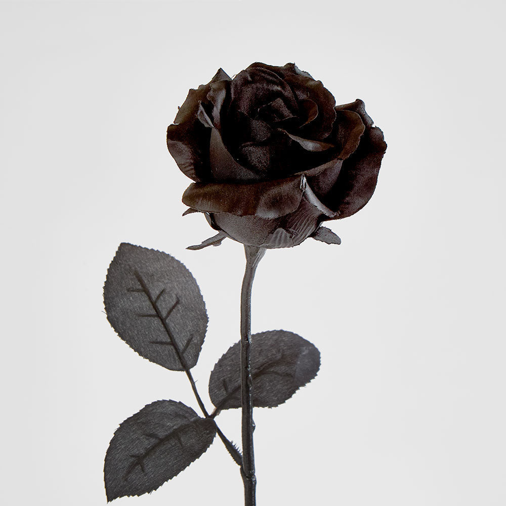 Long Stem Rose Black 12 pcs