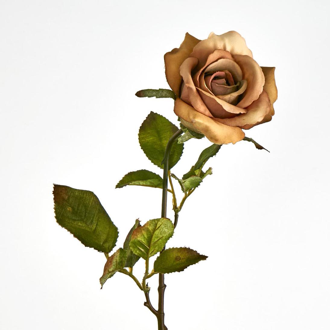 Long Stem Rose Cappuccino 12 pcs