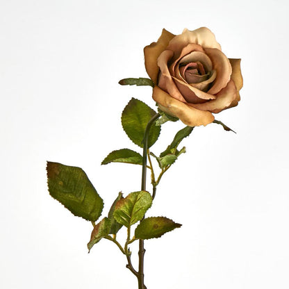 Long Stem Rose Cappuccino 12 pcs