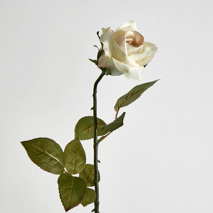 Long Stem Rose Cream 12 pcs