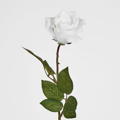 Long Stem Rose Pure White 12 pcs