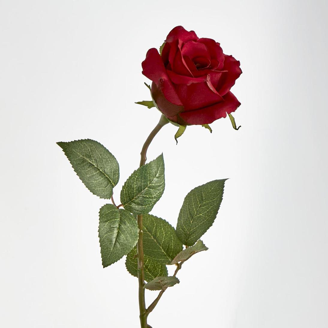 Long Stem Rose Red 12 pcs