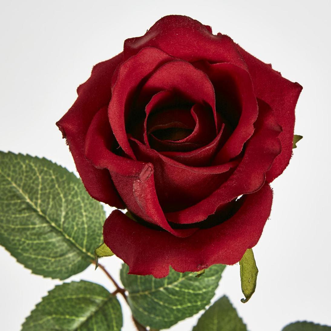 Long Stem Rose Red 12 pcs