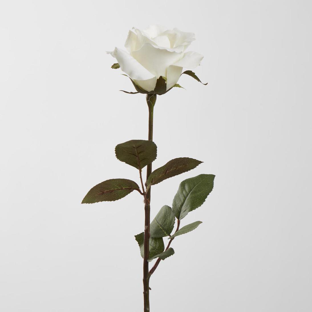 Long Stem Rose White 12 pcs
