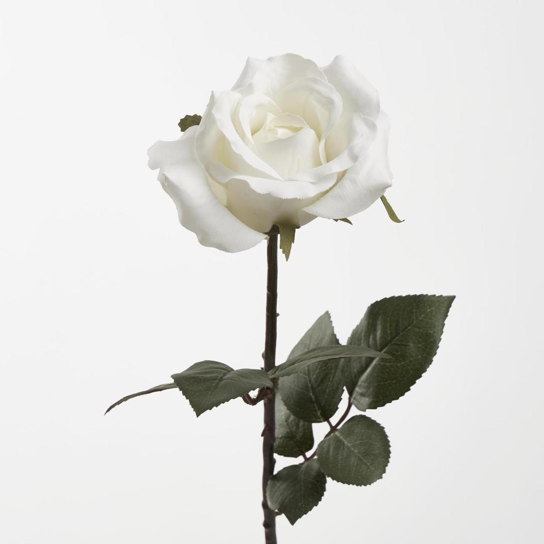 Long Stem Rose White 12 pcs