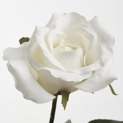 Long Stem Rose White 12 pcs
