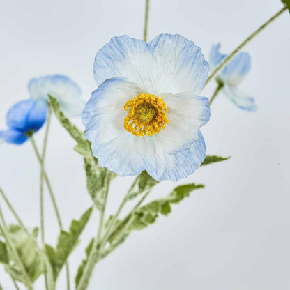 Poppy Spray Light Blue 12 pcs