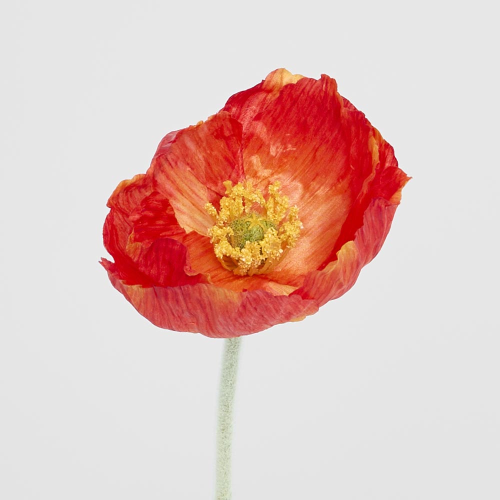 Poppy Stem Red 12 pcs