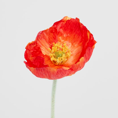 Poppy Stem Red 12 pcs
