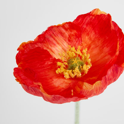 Poppy Stem Red 12 pcs