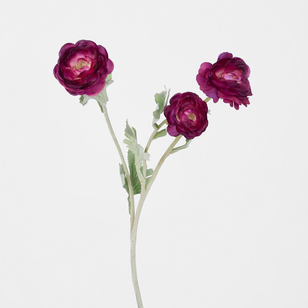 Ranunculus Stem With 3 Heads Magenta 12 pcs